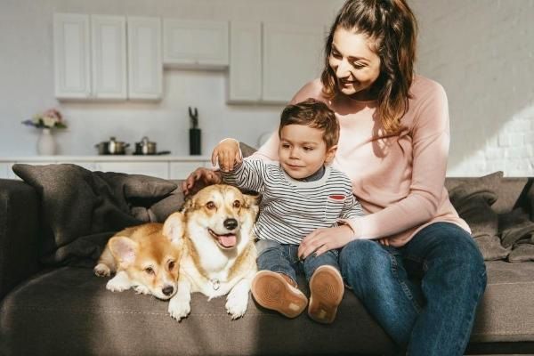  Tips when looking for a pet-friendly rental apartment
